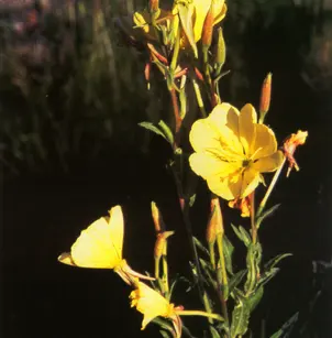 Hooker's Evening Primrose (Oenothera elata)