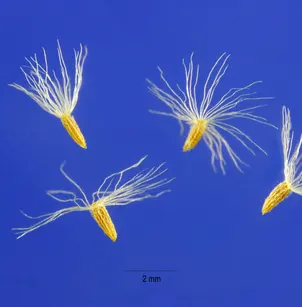 Wrinkleleaf Goldenrod (Solidago rugosa)