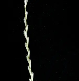 Slender Wheatgrass (Elymus trachycaulus trachycaulus)