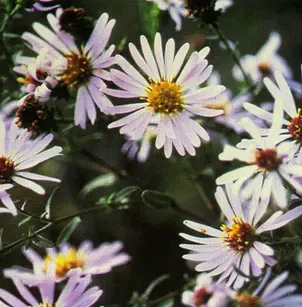 Pacific Aster (Symphotrichum chilense)