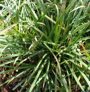 Graceful Sedge (Carex gracillima)