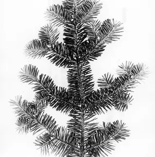 Balsam Fir (Abies balsamea)