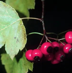 Washington Hawthorn (Crataegus phaenopyrum)