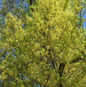 Pin Oak (Quercus palustris)