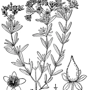 Bushy St. Johnswort (Hypericum densiflorum)