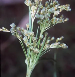 Rufous Bulrush (Scirpus pendulus)