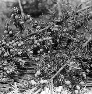 Common Juniper (Juniperus communis)