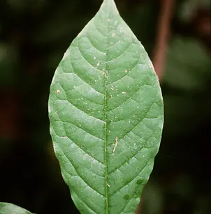 Pawpaw (Asimina triloba)