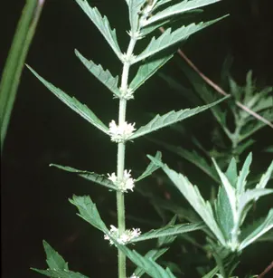 American Water Horehound (Lycopus americanus)