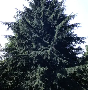 Western Hemlock (Tsuga heterophylla)