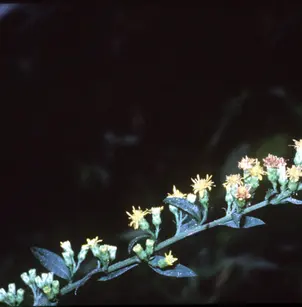 Roundleaf Goldenrod (Solidago patula)