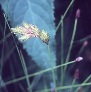 Broom Sedge (Carex scoparia)