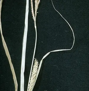 Hairyfruit Sedge (Carex trichocarpa)