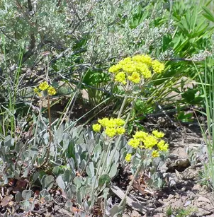 Sulphur-Flower Buckwheat (Eriogonum umbellatum)
