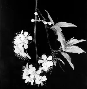 Chickasaw Plum (Prunus angustifolia)