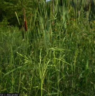Rice Cutgrass (Leersia oryzoides)