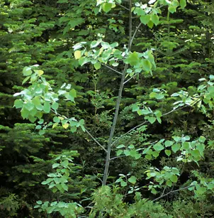 Bigtooth Aspen (Populus grandidentata)