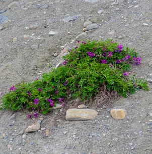 Utah Sweetvetch (Hedysarum boreale)