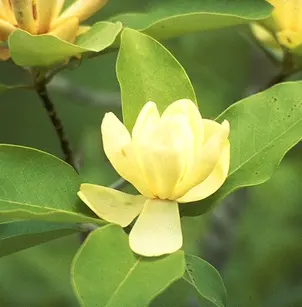 Sweet Bay Magnolia (Magnolia virginiana)