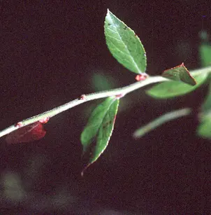 Elliott's Blueberry (Vaccinium elliottii)