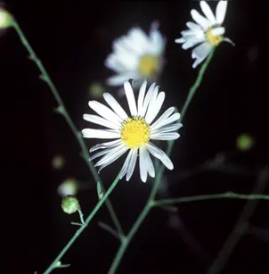 White Doll's Daisy (Boltonia asteroides)