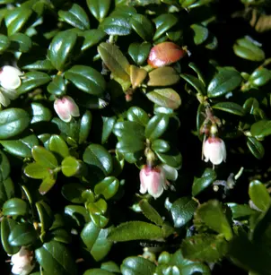 Foxberry (Vaccinium vitis-idaea)