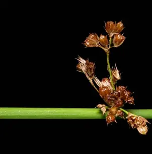 Common Rush (Juncus effusus)