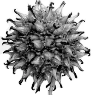 Sweet Gum (Liquidambar styraciflua)