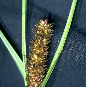 Beaked Sedge (Carex rostrata)