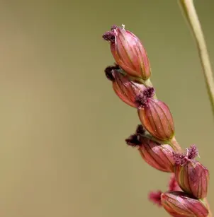 Vine Mesquite (Panicum obtusum)