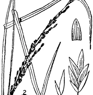 Melic Mannagrass (Glyceria melicaria)