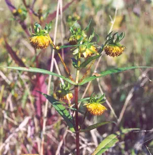 Nodding Beggartick (Bidens cernua)