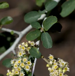 Whitethorn Ceanothus (Ceanothus cordulatus)