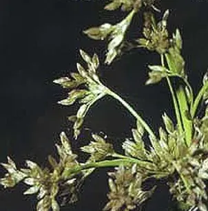 Needlegrass Rush (Juncus roemerianus)