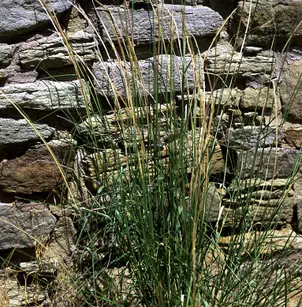 Sand Dropseed (Sporobolus cryptandrus)