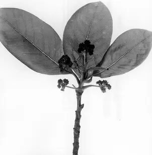 Swamp Tupelo (Nyssa biflora)