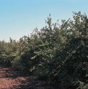 American Plum (Prunus americana)