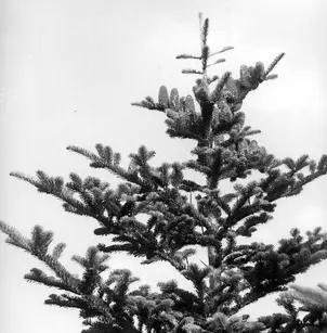 Fraser Fir (Abies fraseri)