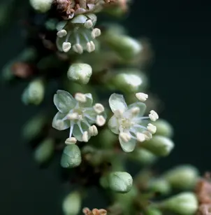 Seagrape (Coccoloba uvifera)