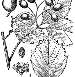Black Hawthorn (Crataegus douglasii)