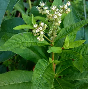Ditch Stonecrop (Penthorum sedoides)