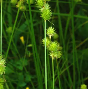 Crested Sedge (Carex cristatella)