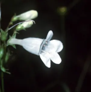 Foxglove Beardtongue (Penstemon digitalis)
