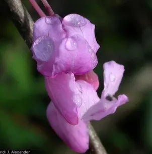 Eastern Redbud (Cercis canadensis)