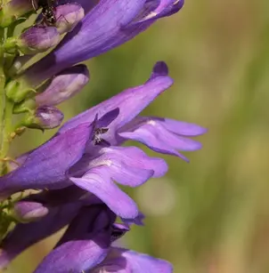 Rocky Mountain Penstemon (Penstemon strictus)