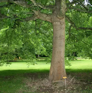 Oregon Ash (Fraxinus latifolia)