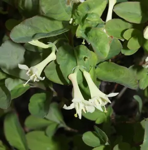 Utah Honeysuckle (Lonicera utahensis)