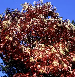 Sourwood Tree (Oxydendrum arboreum)
