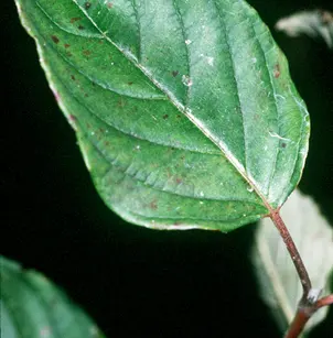 Silky Dogwood (Cornus amomum)