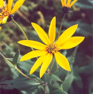 Jerusalem Artichoke (Helianthus tuberosus)